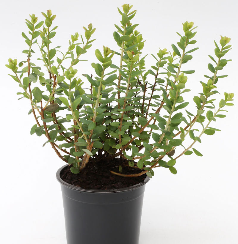 Trunkelbeere 20-30cm - Vaccinium Uliginosum