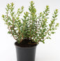  Trunkelbeere 20-30cm - Vaccinium Uliginosum