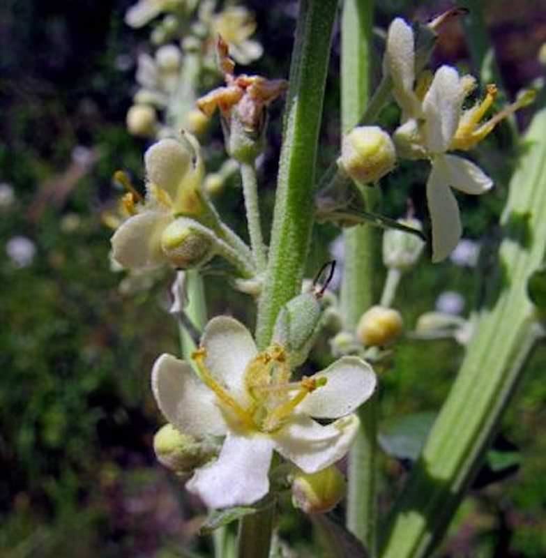  Königskerze White Domino - Verbascum Cultorum