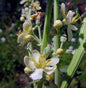  Königskerze White Domino - Verbascum Cultorum