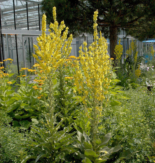  Dunkle Königskerze - Verbascum Nigrum