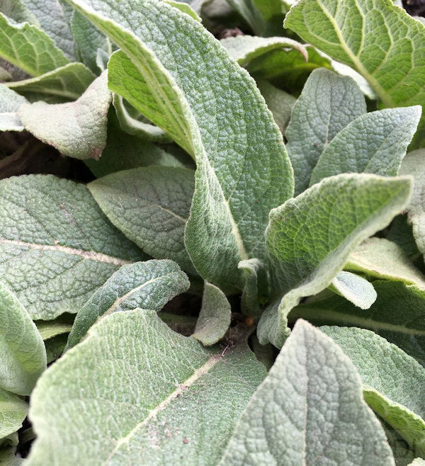  Kandelaber Königskerze - Verbascum Olympicum