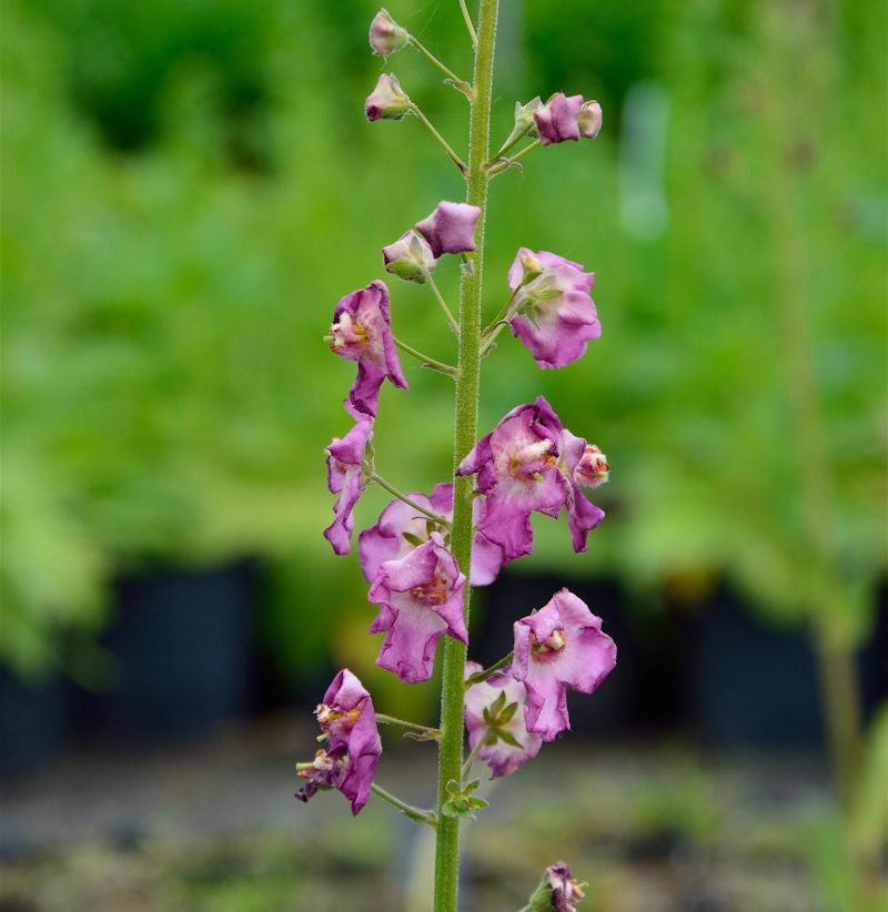  Phönizische Königskerze Rosetta - Verbascum Phoeniceum