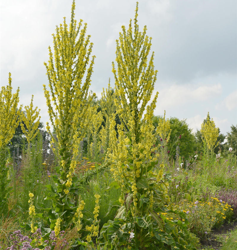  Seidenhaar Königskerze - Verbascum Bombyciferum
