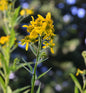  Scheinsonnenhut - Verbesina Alternifolia