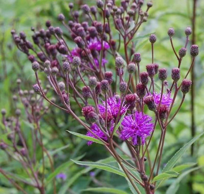 Arkansas Scheinaster Mammuth - Vernonia Crinita