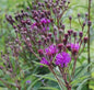  Arkansas Scheinaster Mammuth - Vernonia Crinita