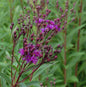  Arkansas Scheinaster - Vernonia Crinita