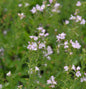 Ehrenpreis Kentish Pink - Veronica Cantiana