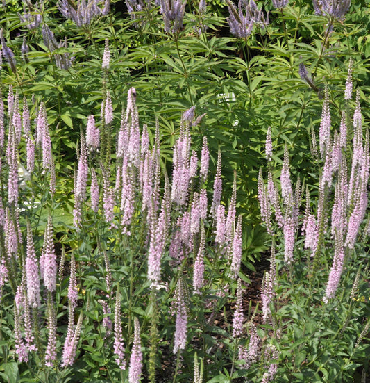  Ehrenpreis Inspire Pink - Veronica Cultorum