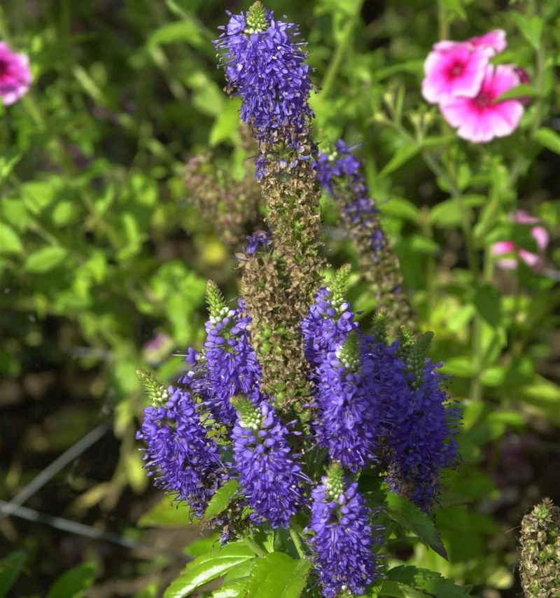  Ehrenpreis Lapis Lazuli - Veronica Cultorum