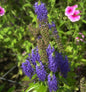  Ehrenpreis Lapis Lazuli - Veronica Cultorum