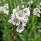  Enzianblättrige Veronica - Veronica Gentianoides