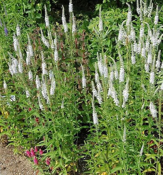  Hoher Wiesenehrenpreis Alba - Veronica Longifolia