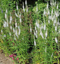  Hoher Wiesenehrenpreis Alba - Veronica Longifolia