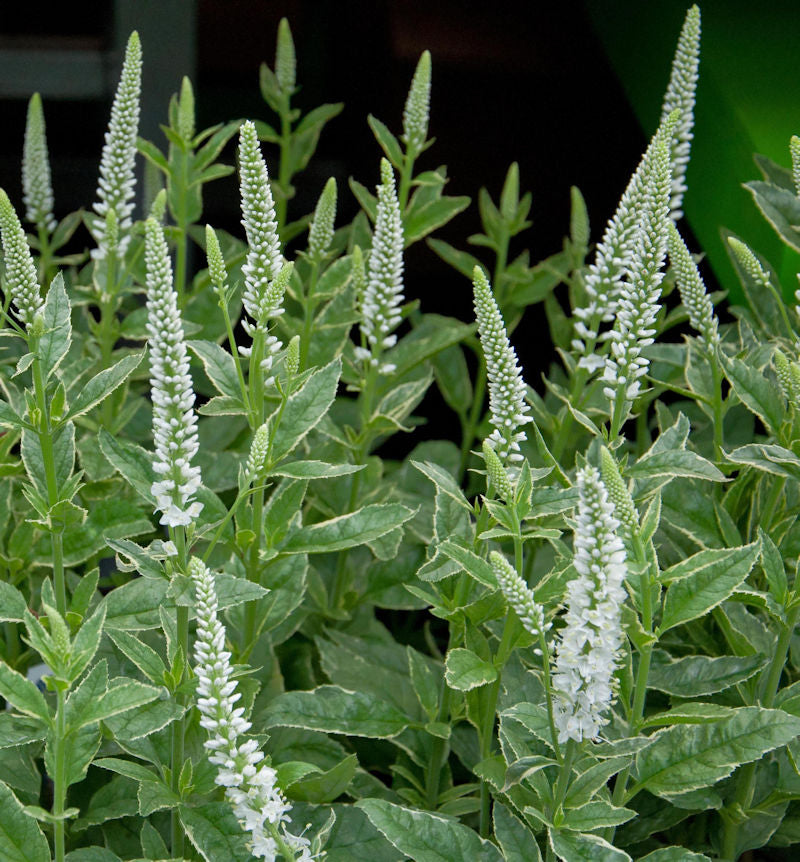  Hoher Wiesenehrenpreis Charlotte - Veronica Longifolia