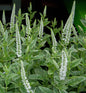  Hoher Wiesenehrenpreis Charlotte - Veronica Longifolia