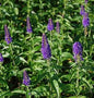  Hoher Wiesenehrenpreis Dark Maetje - Veronica Longifolia