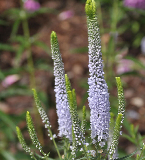 Hoher Wiesenehrenpreis Lila Karina - Veronica Longifolia