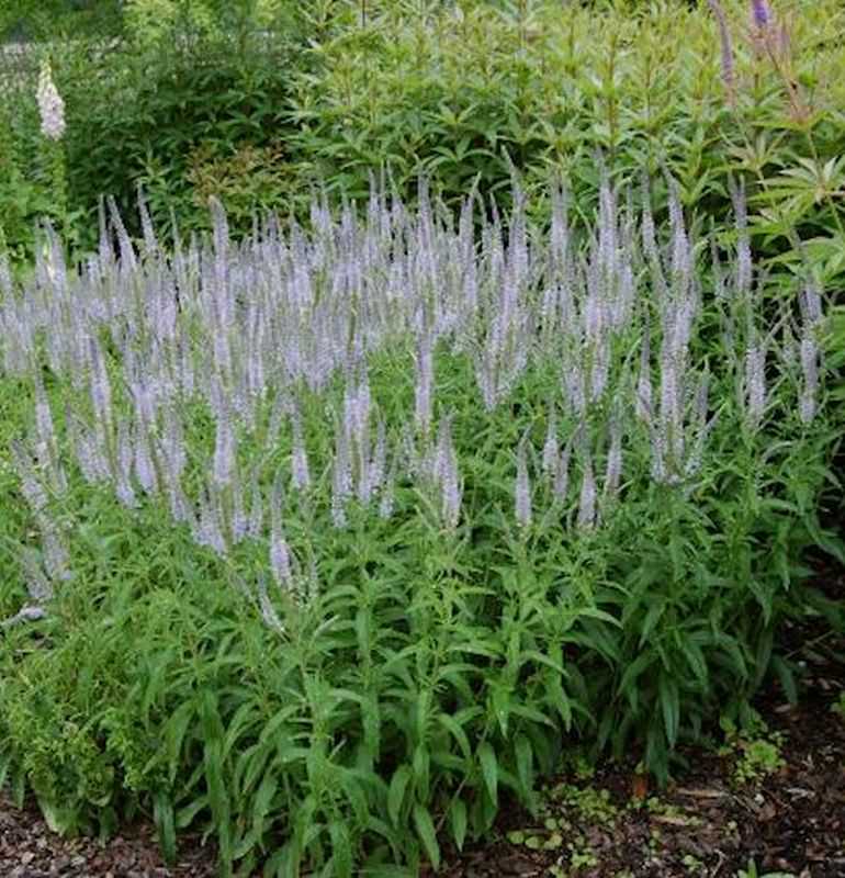  Hoher Wiesenehrenpreis Lilac Fantasy - Veronica Longifolia