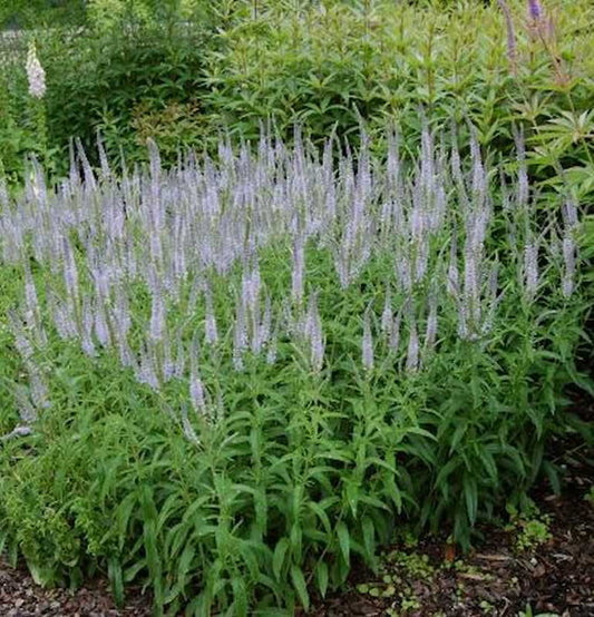  Hoher Wiesenehrenpreis Lilac Fantasy - Veronica Longifolia