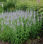  Hoher Wiesenehrenpreis Lilac Fantasy - Veronica Longifolia