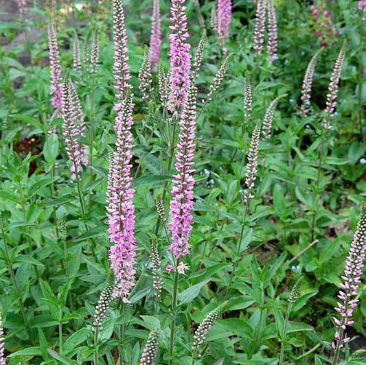  Hoher Wiesenehrenpreis Pink Damask - Veronica Longifolia