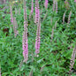 Hoher Wiesenehrenpreis Pink Damask - Veronica Longifolia