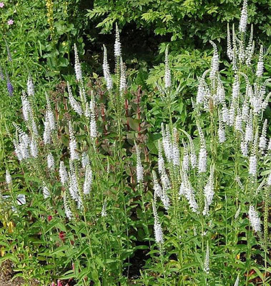  Hoher Wiesenehrenpreis Schneeriesin - Veronica Longifolia