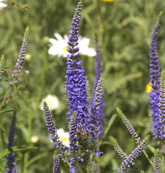  Hoher Wiesenehrenpreis Blauriesin - Veronica Longifolia
