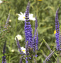  Hoher Wiesenehrenpreis Blauriesin - Veronica Longifolia