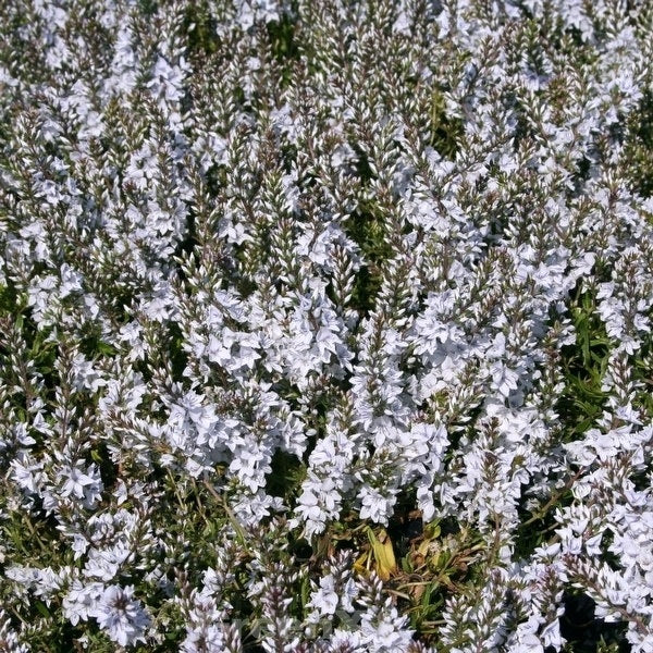  Niederliegender Garten Ehrenpreis Blue Sheen - Veronica Prostrata