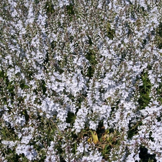  Niederliegender Garten Ehrenpreis Blue Sheen - Veronica Prostrata