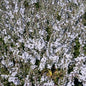  Niederliegender Garten Ehrenpreis Blue Sheen - Veronica Prostrata