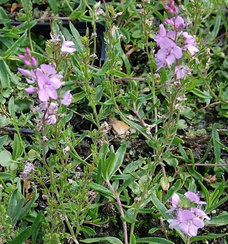  Niederliegender Garten Ehrenpreis Mrs Holt - Veronica Prostrata