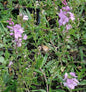  Niederliegender Garten Ehrenpreis Mrs Holt - Veronica Prostrata
