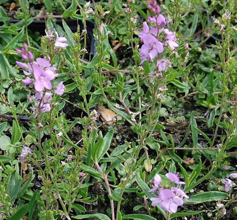  Teppichveronika Rosea - Veronica Prostrata