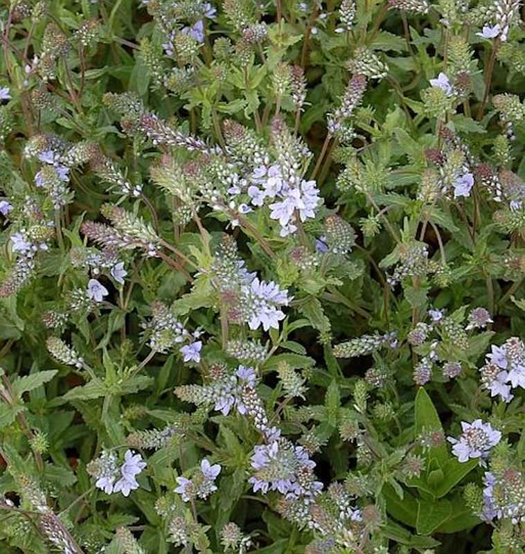  Niederliegender Garten Ehrenpreis - Veronica Prostrata
