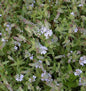  Niederliegender Garten Ehrenpreis - Veronica Prostrata