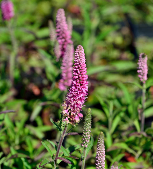  Polsterveronika Anniversary Rose - Großer Topf - Veronica Spicata