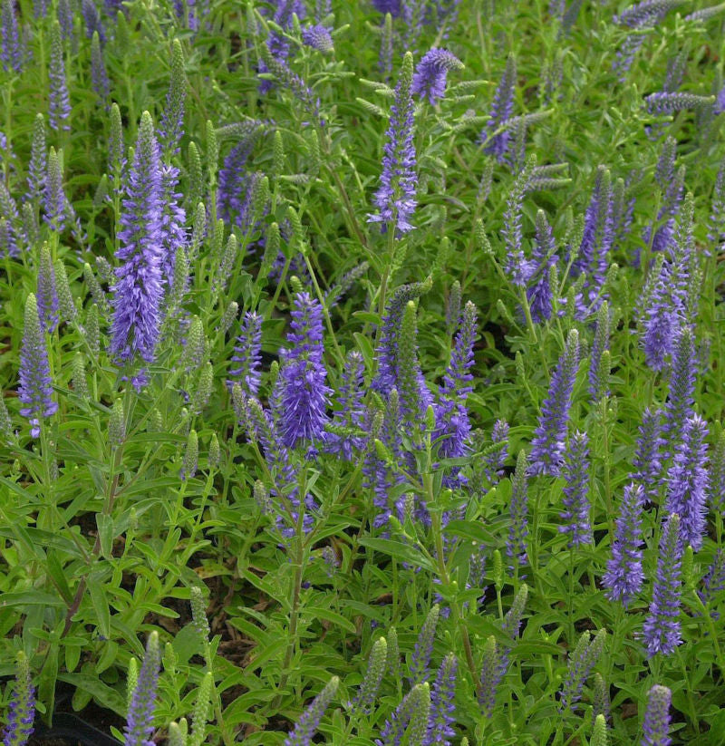  Polsterveronika Blauteppich - Veronica Spicata