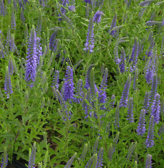  Polsterveronika Blauteppich - Veronica Spicata