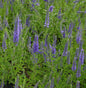  Polsterveronika Blauteppich - Veronica Spicata