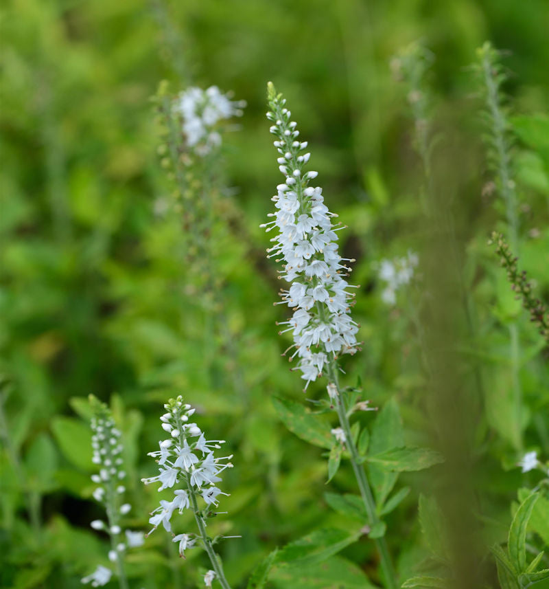  Polsterveronika Candles Snow - Großer Topf - Veronica Spicata
