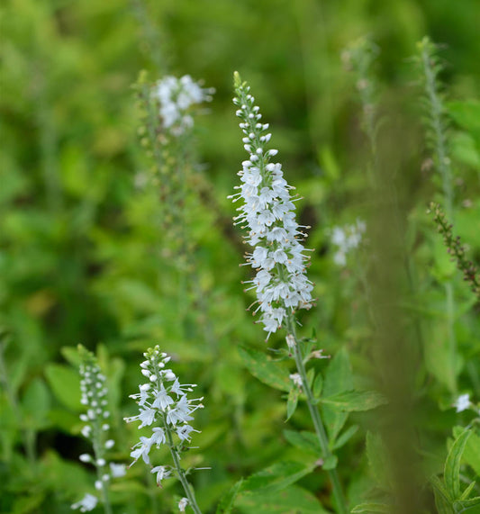  Polsterveronika Candles Snow - Großer Topf - Veronica Spicata