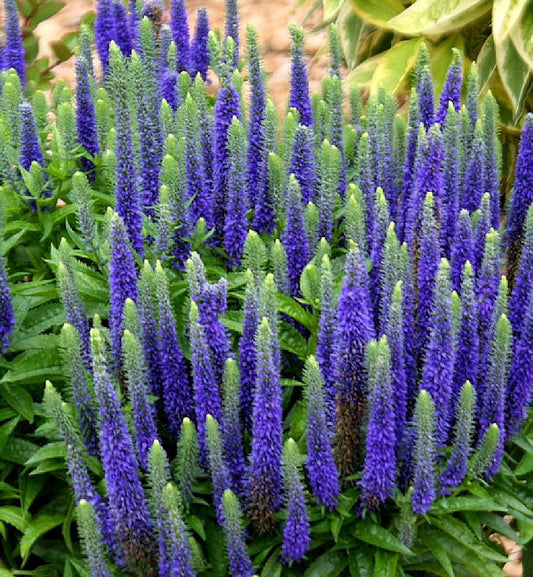  Polsterveronika Royal Candles - Großer Topf - Veronica Spicata