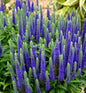  Polsterveronika Royal Candles - Großer Topf - Veronica Spicata