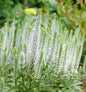  Polsterveronika Alba - Veronica Spicata