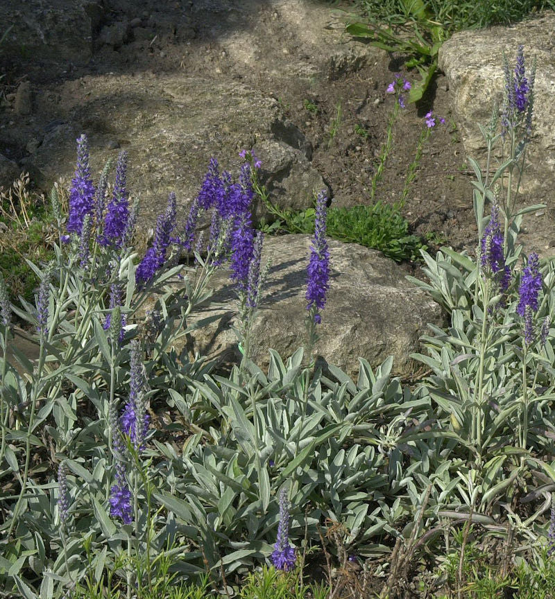  Polsterveronika Silberteppich - Veronica Spicata