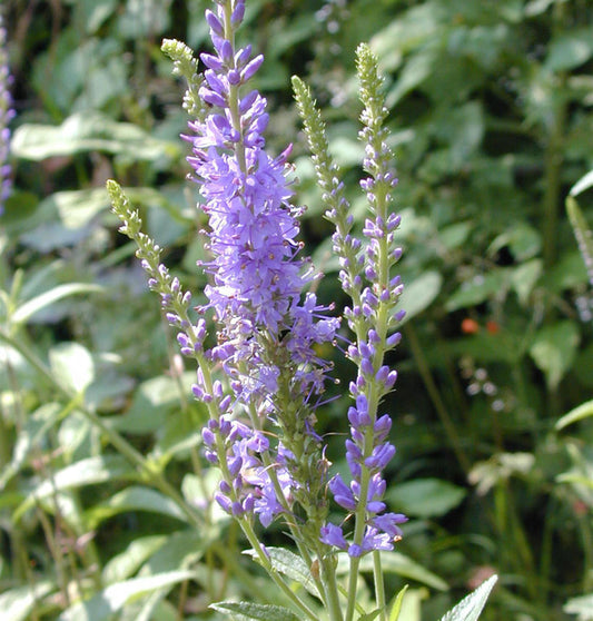  Polsterveronika - Veronica Spicata
